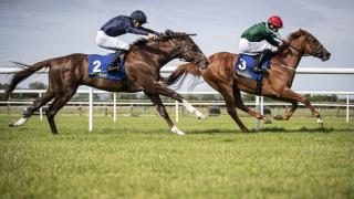 Horse head-on